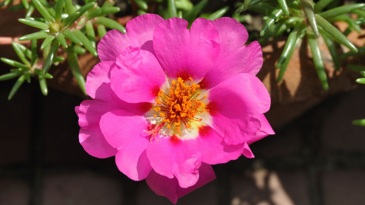 Нежный розовый цветок портулак вблизи