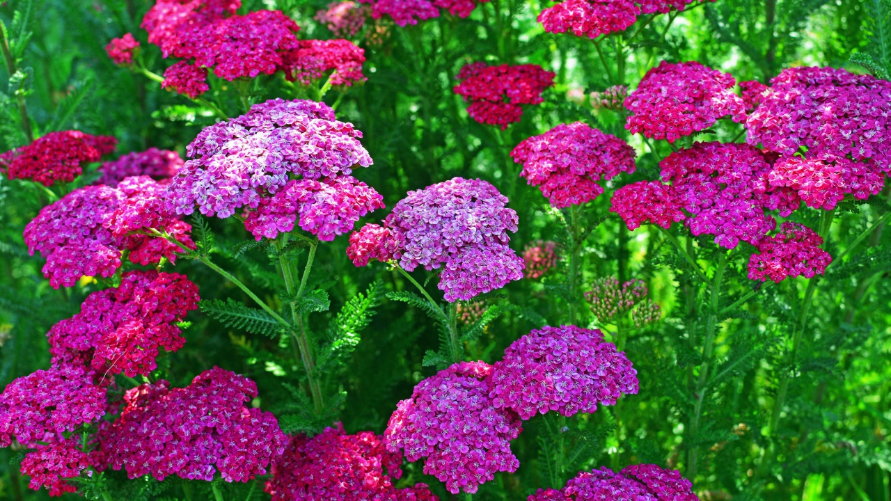 Нежные розовые цветы вербена