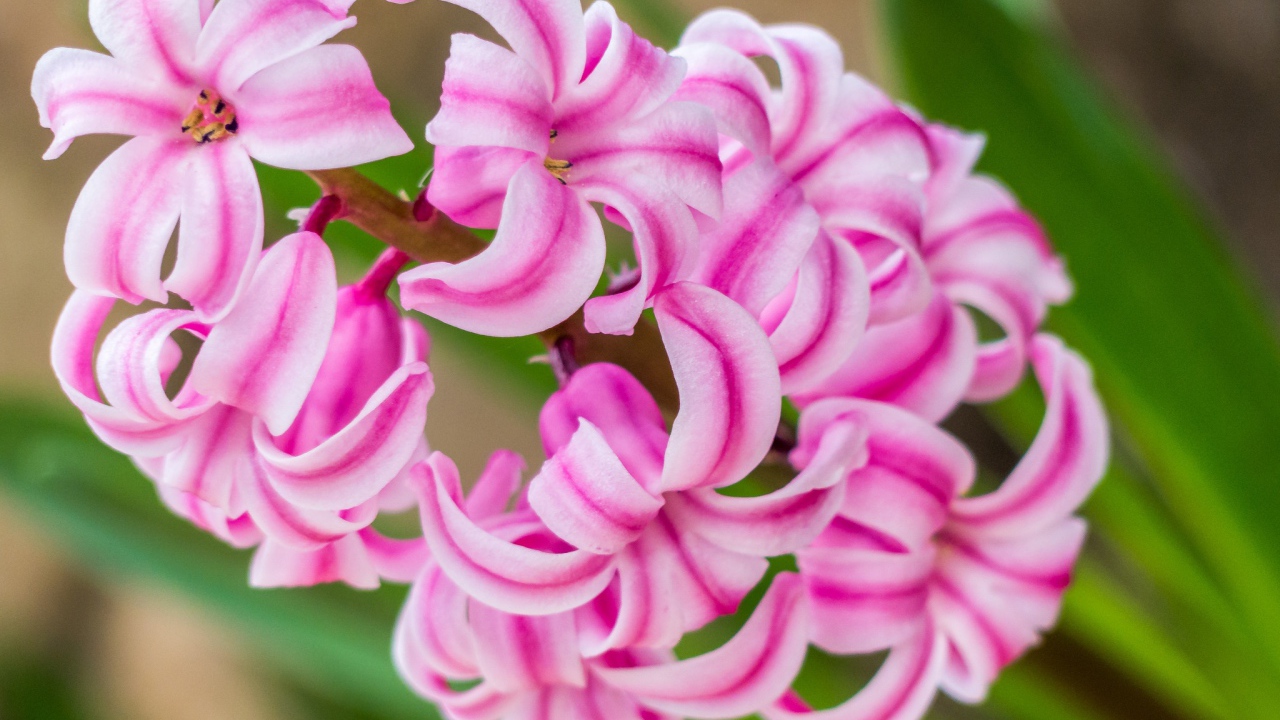 Нежный розовый цветок гиацинт 