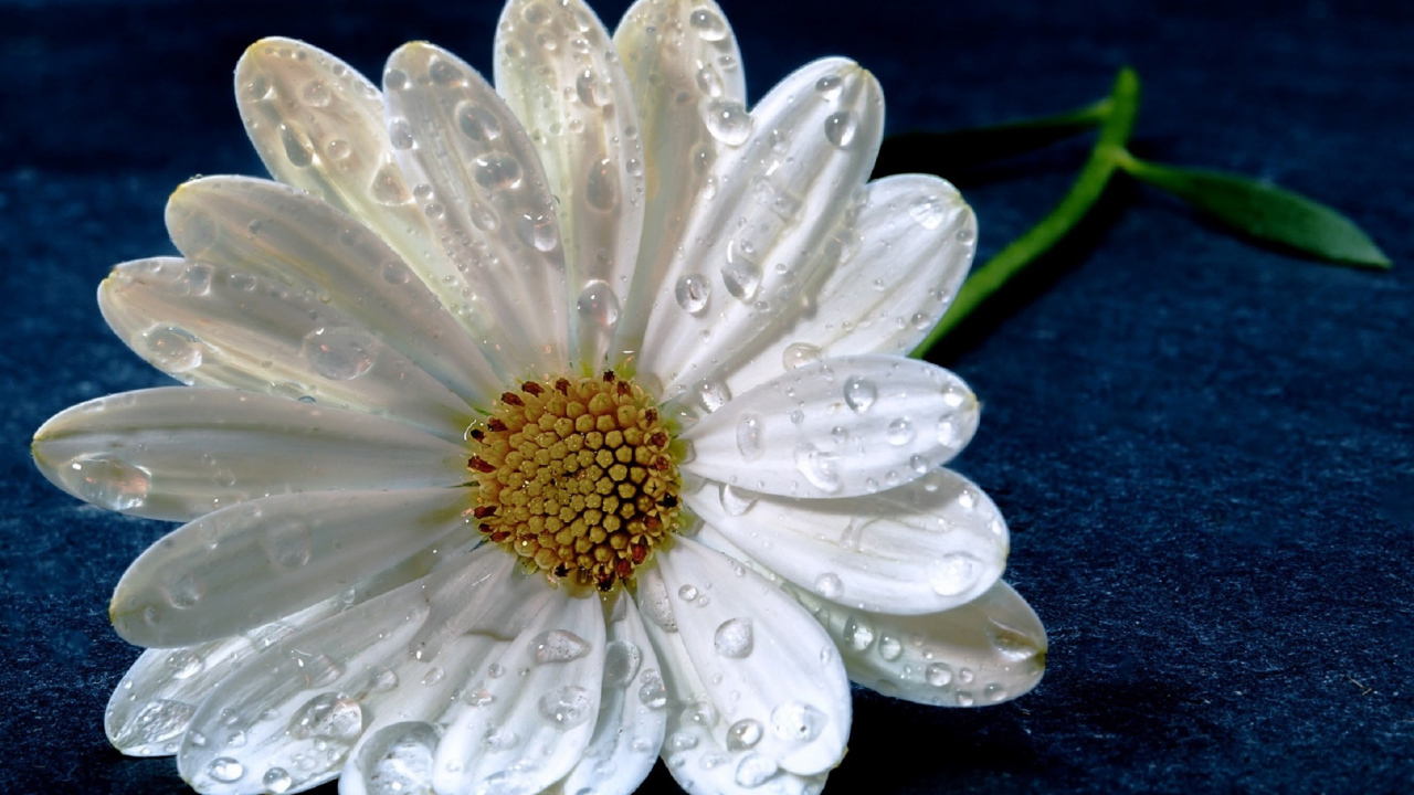 Нежная белая ромашка в капельках росы на синем фоне