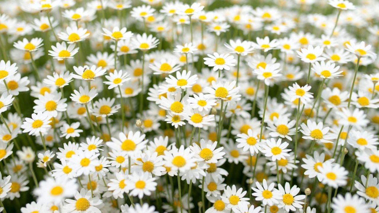 Нежные белые полевые ромашки 