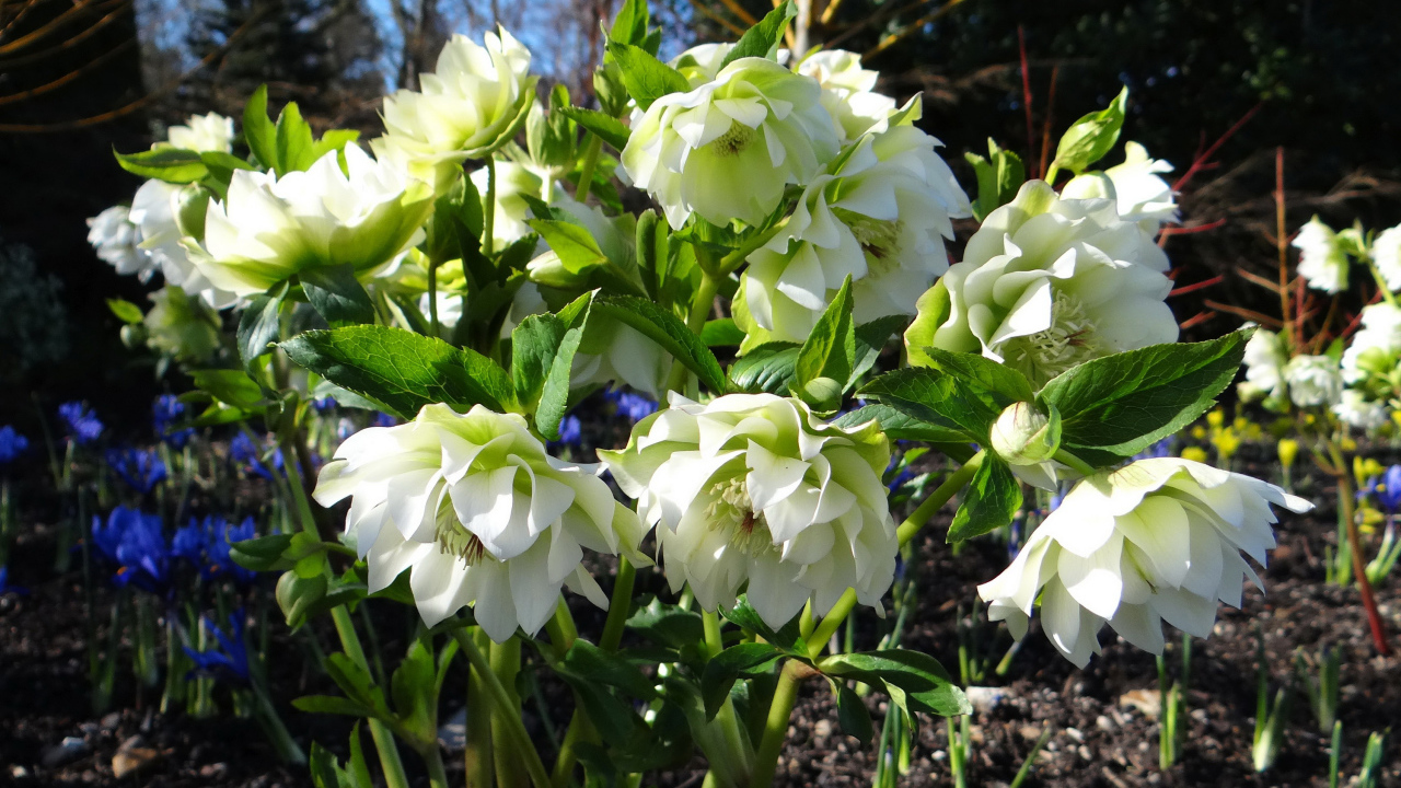 Нежный белый цветок морозник крупным планом