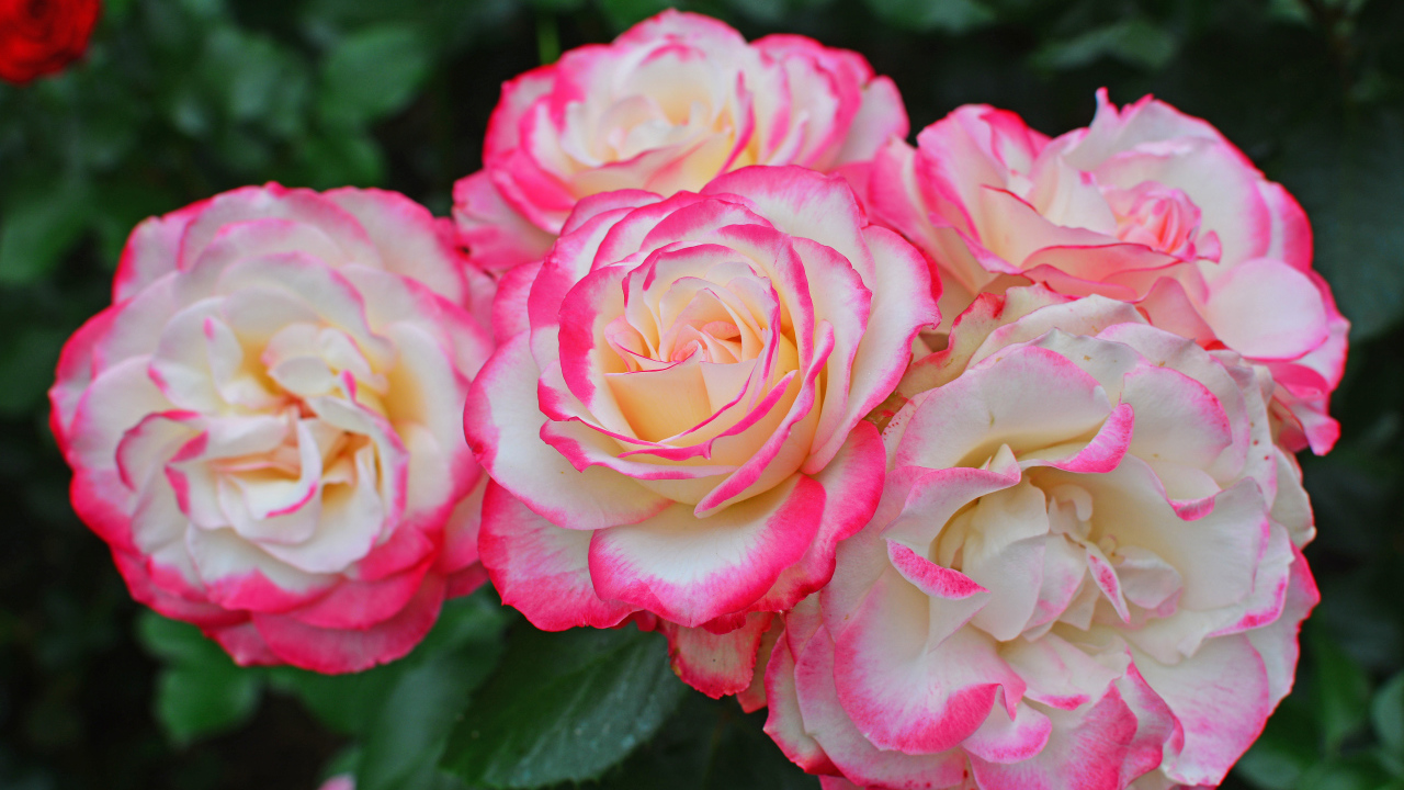 Нежные белые садовые розы с розовыми краями