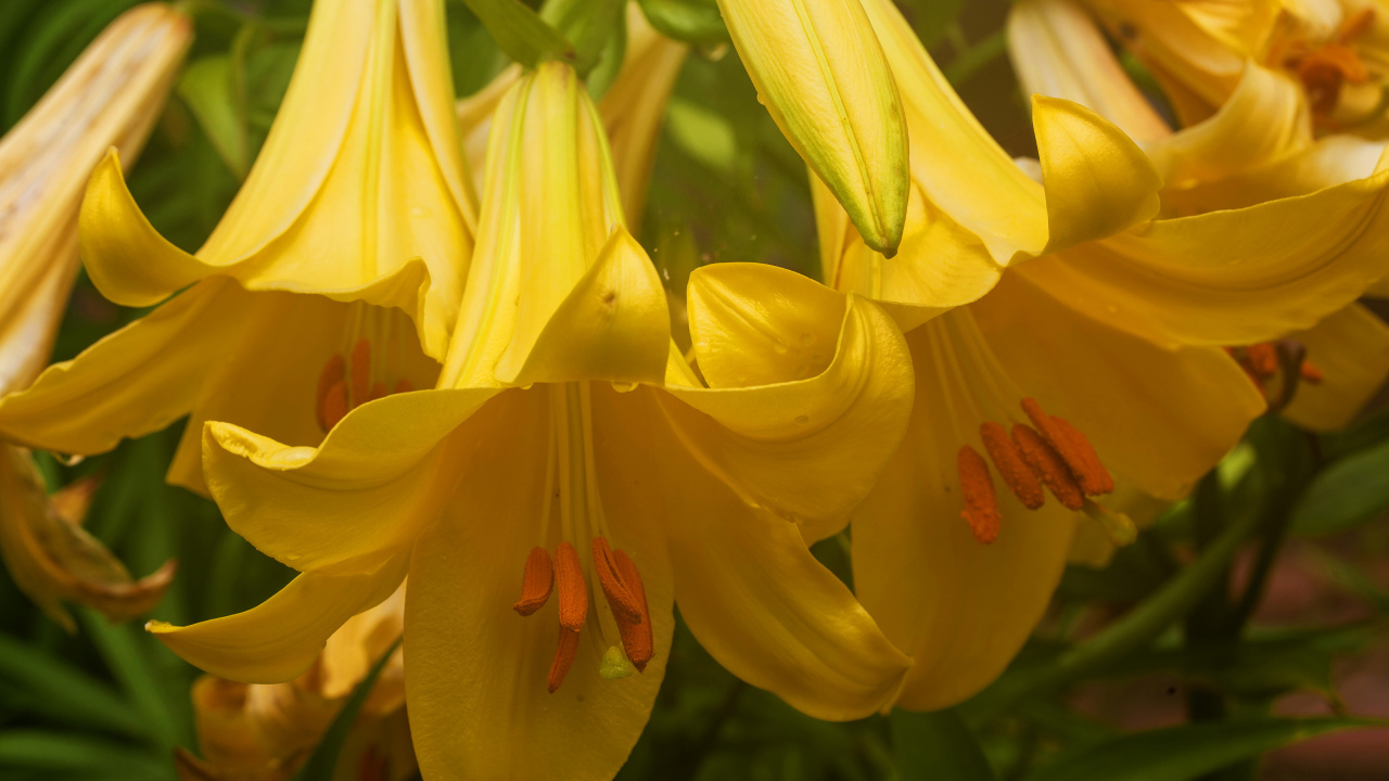 Нежные желтые лилии крупным планом