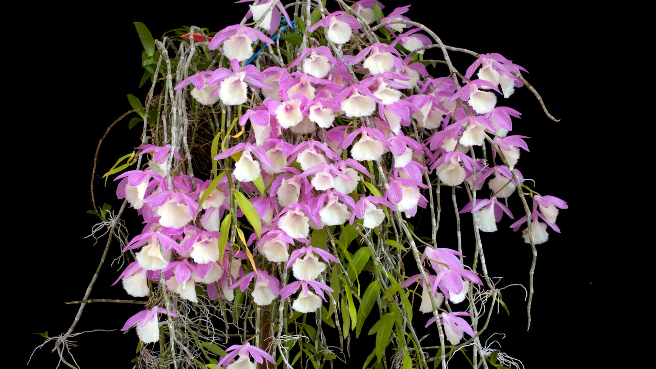 Экзотические розово-белые орхидеи на черном фоне