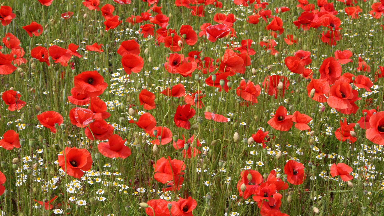 Поле красных маков с белыми ромашками