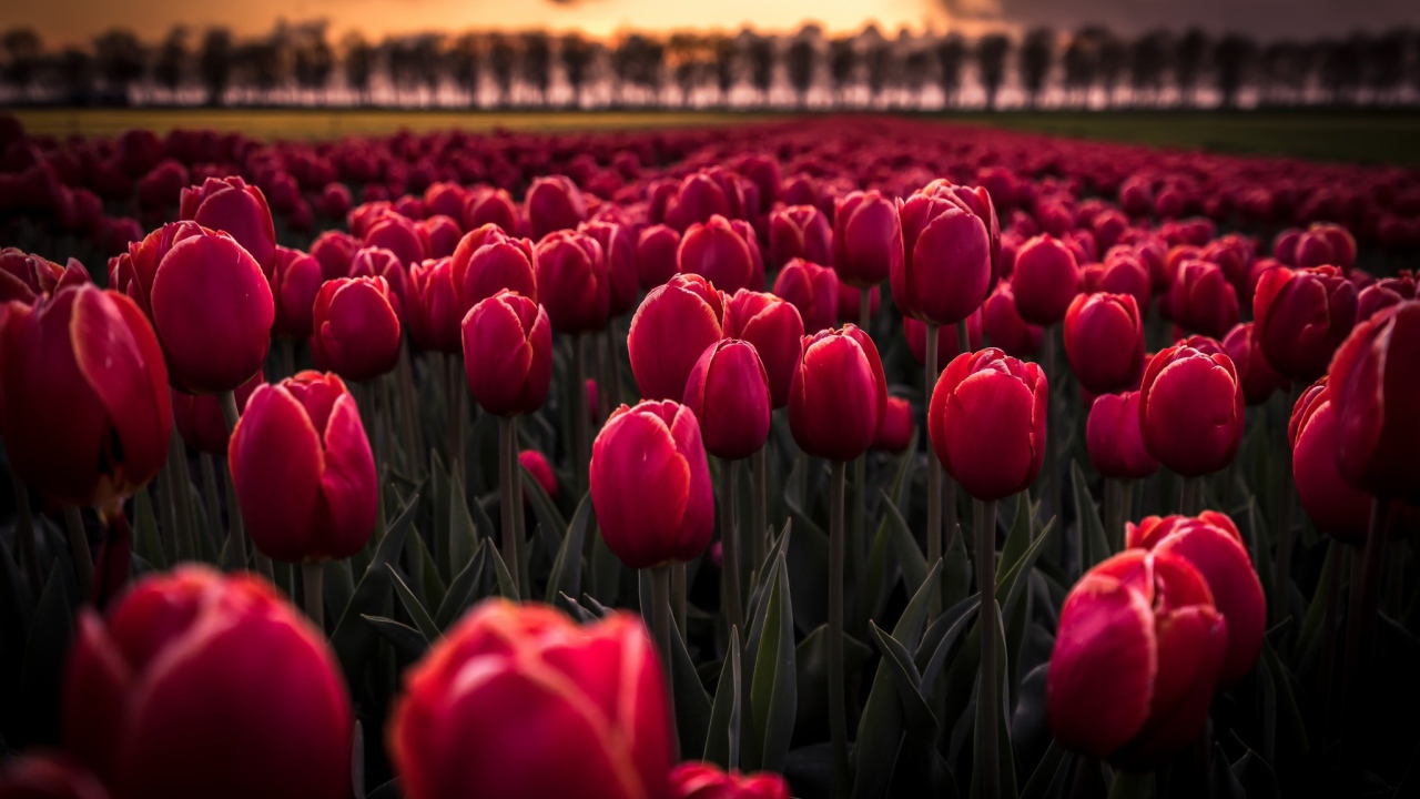 Поле красных цветов тюльпанов на рассвете 