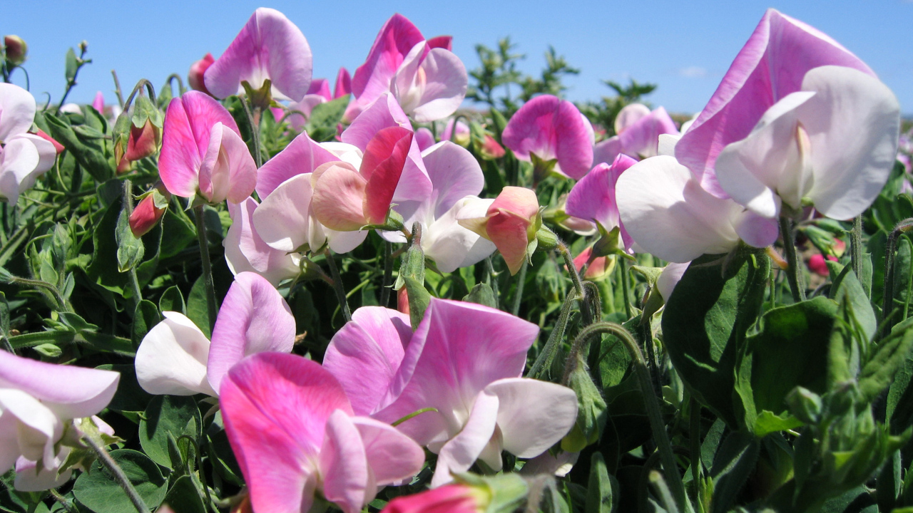 Цветы душистого горошка крупным планом