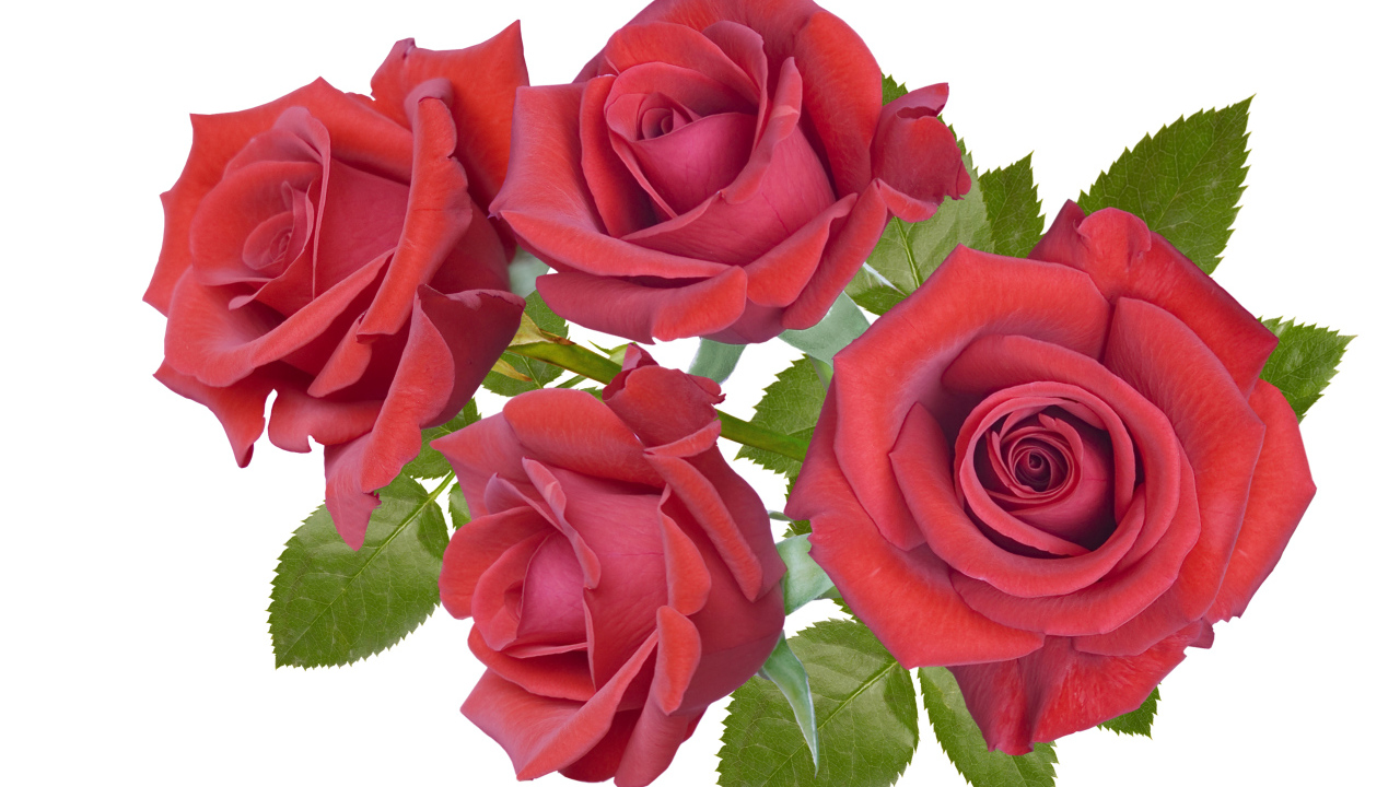 Четыре бордовые розы крупным планом на белом фоне