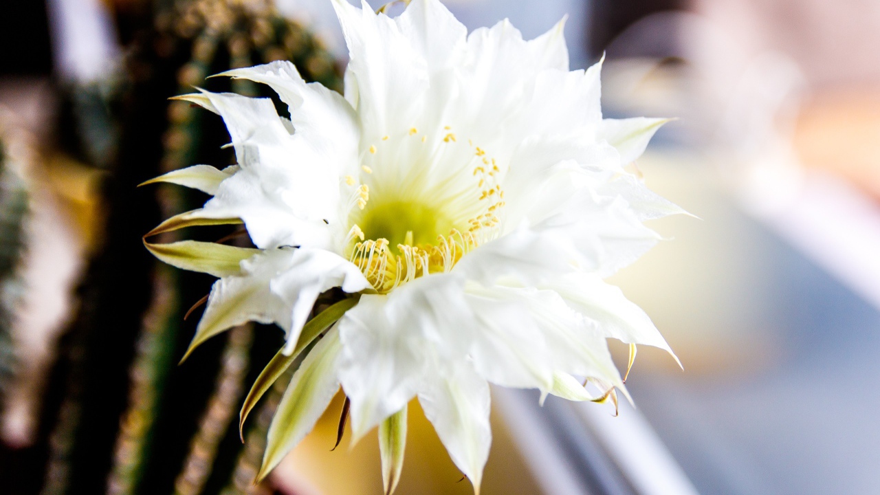 Зеленый колючий кактус с белым цветком 