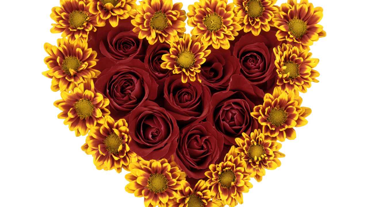 Сердце из роз и цветов хризантемы на белом фоне