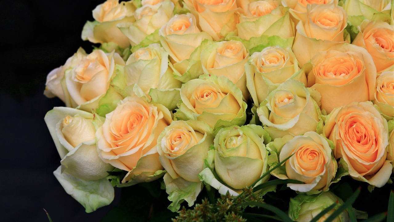 Большой букет нежных роз персикового цвета