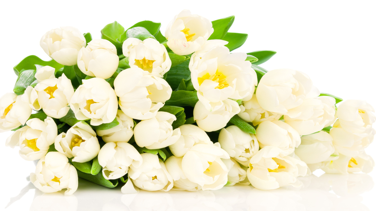 Большой букет белых тюльпанов на белом фоне