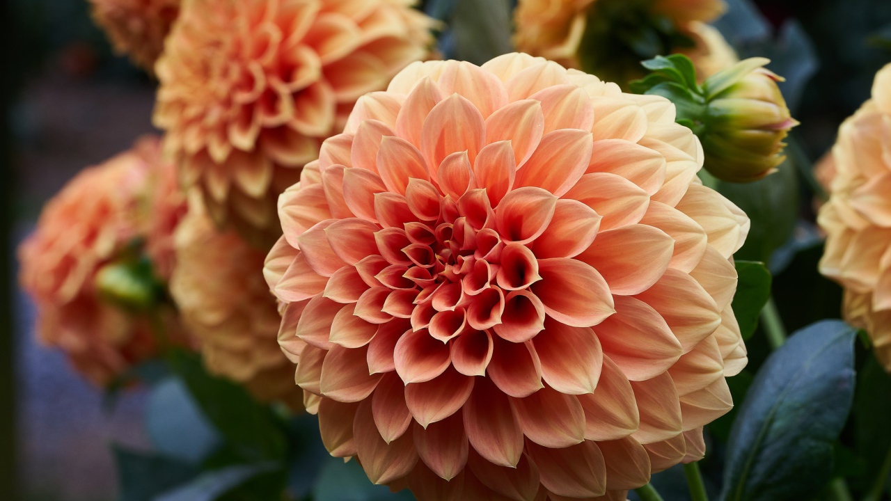 Крупный цветок георгин кремового цвета 