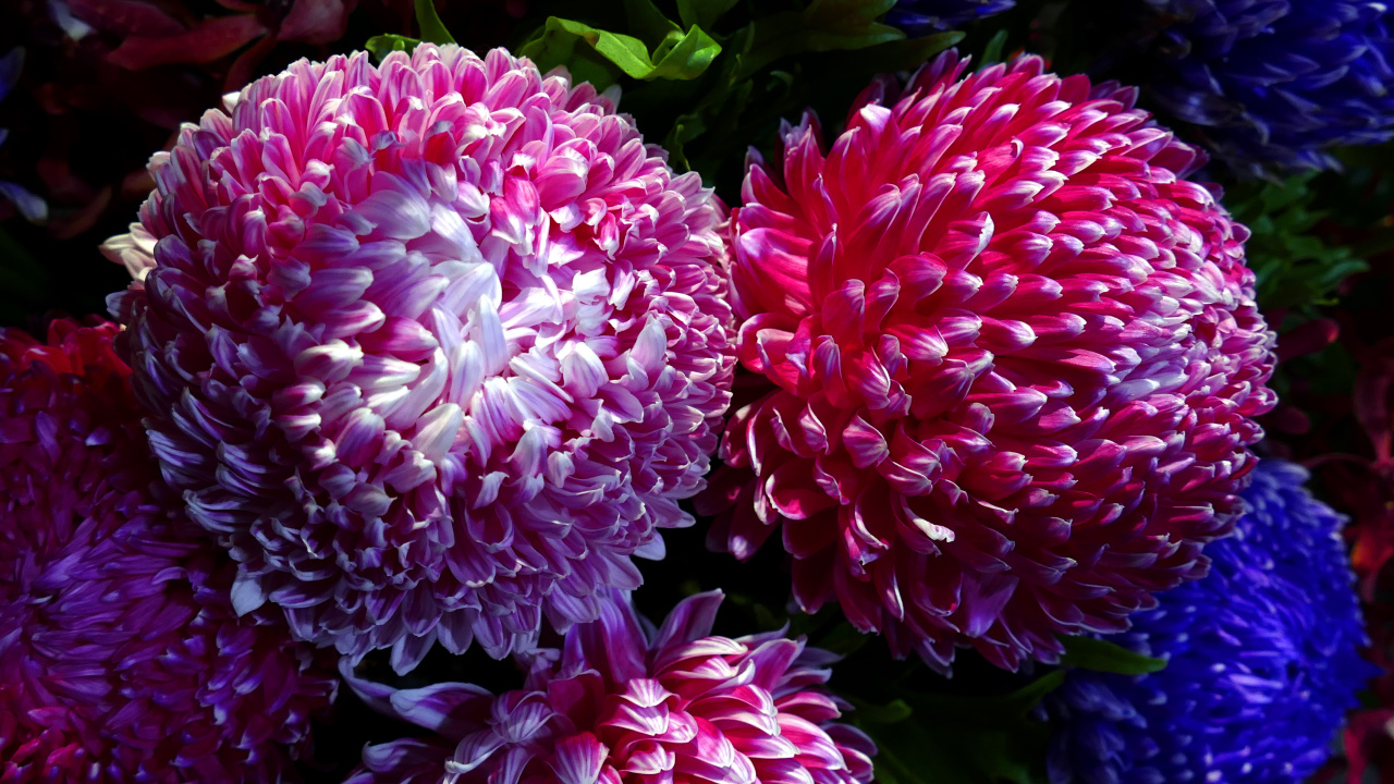 Крупные розовые хризантемы вблизи