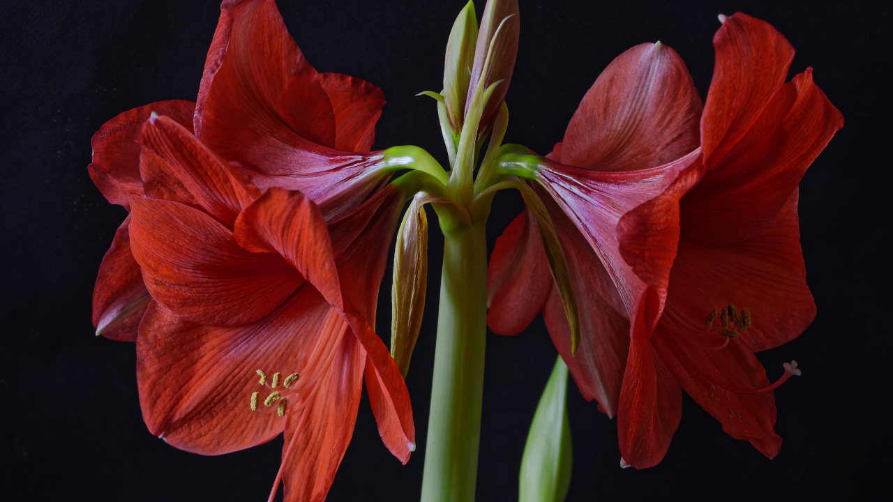 Крупные красные цветы Амариллис на черном фоне