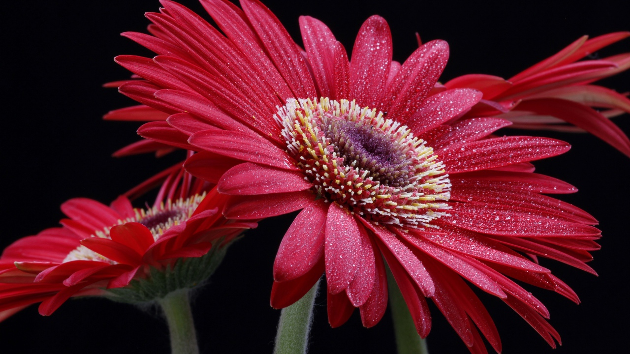 Крупная красная гербера с капельками воды на лепестках