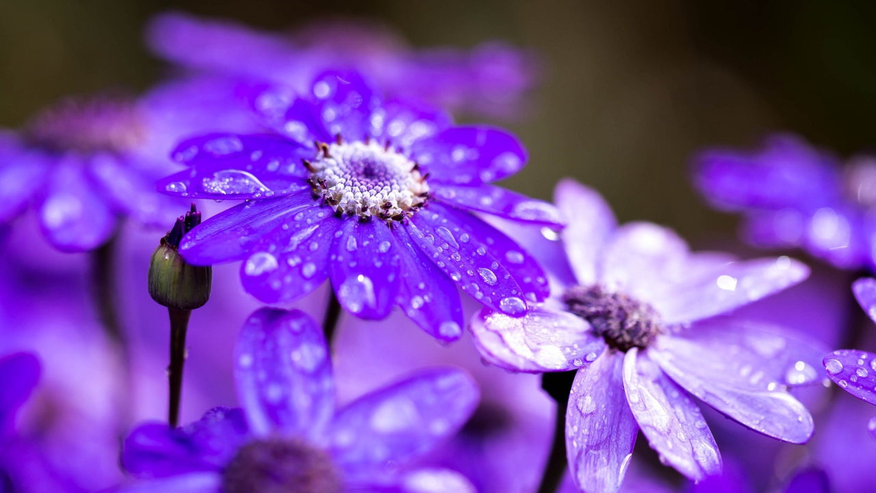 Сиреневые садовые цветы в каплях росы