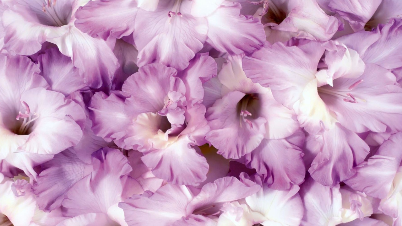 Сиреневые цветы гладиолусы крупным планом 