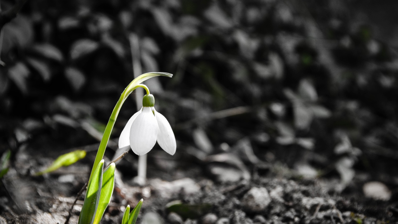 Одинокий белый весенний подснежник 