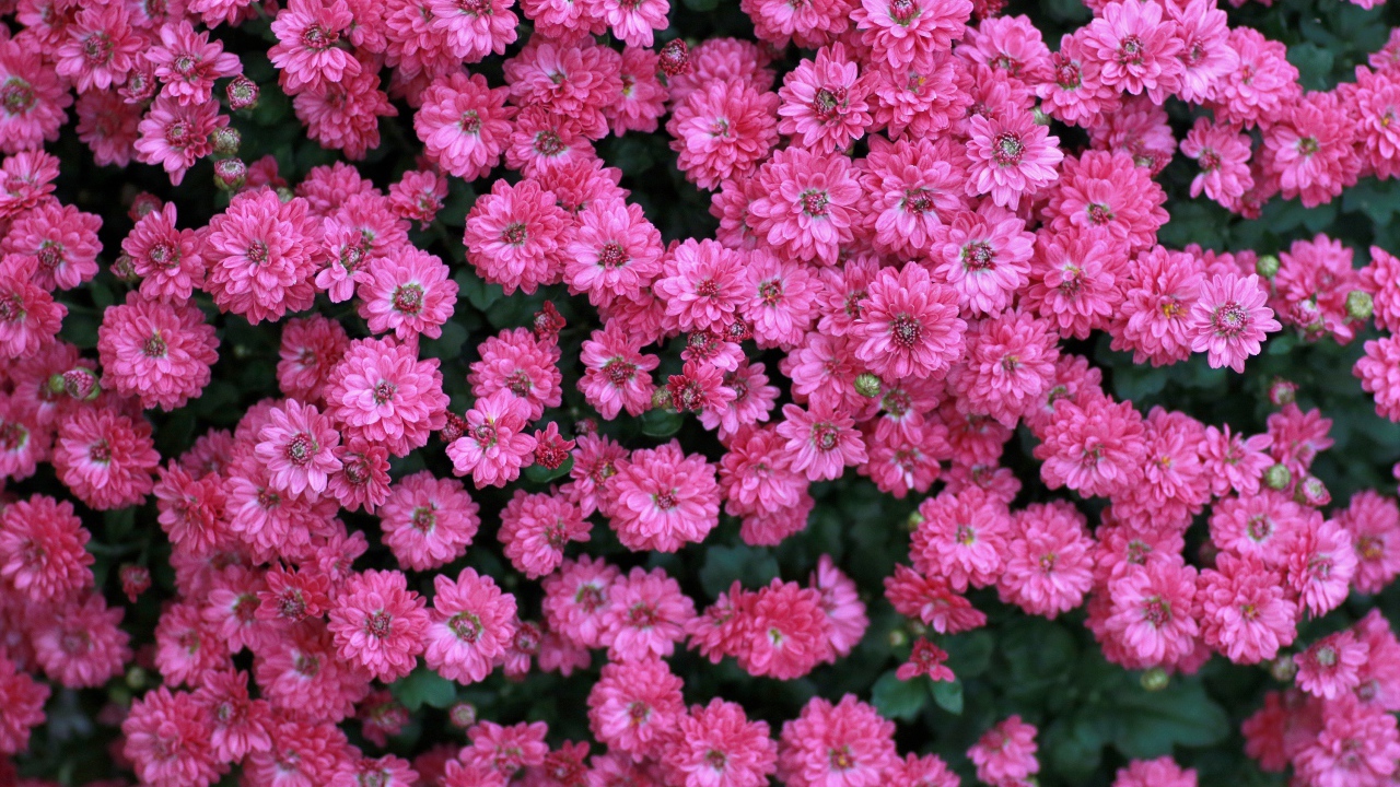 Много маленьких розовых цветов хризантемы