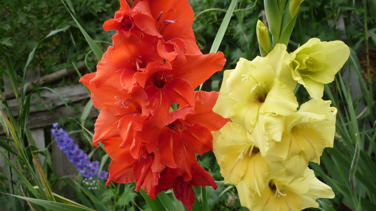 Разноцветные летние цветы гладиолусы крупным планом