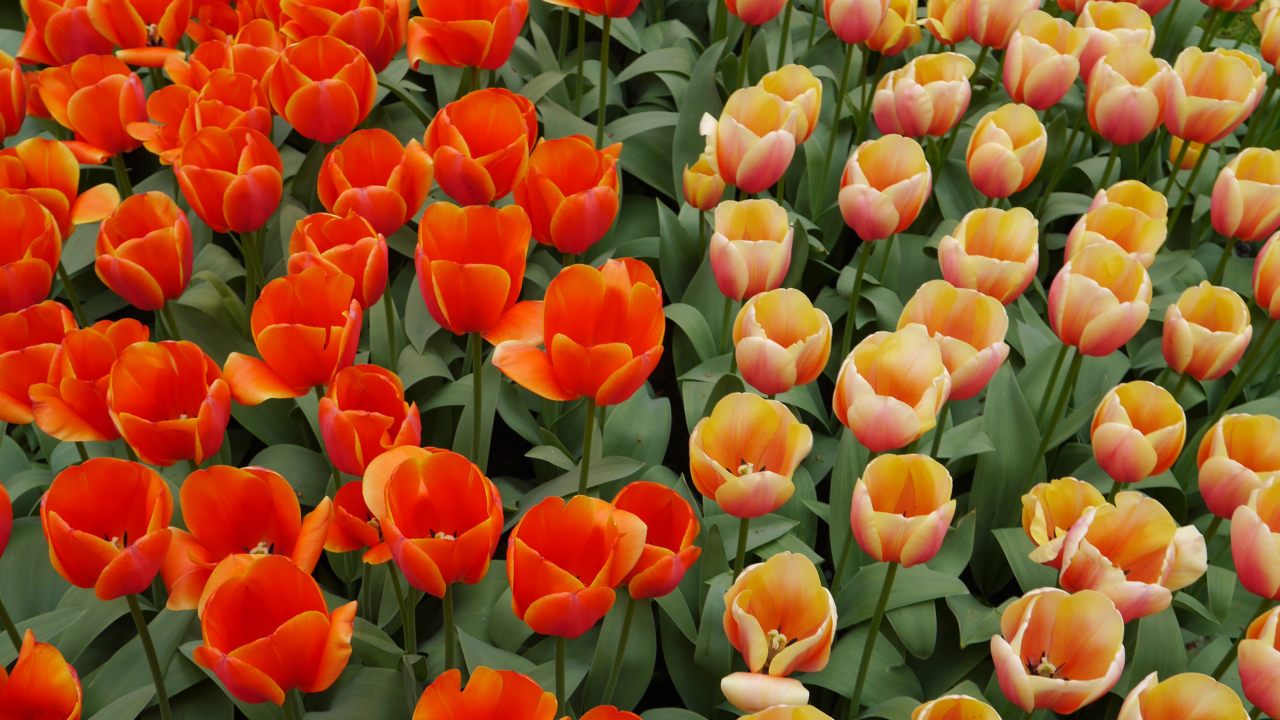 Оранжевые и персиковые цветы тюльпаны на клумбе