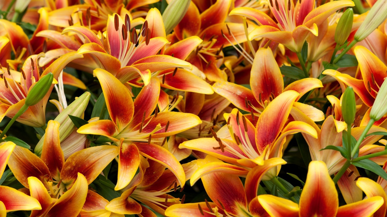 Оранжевые красивые лилии крупным планом