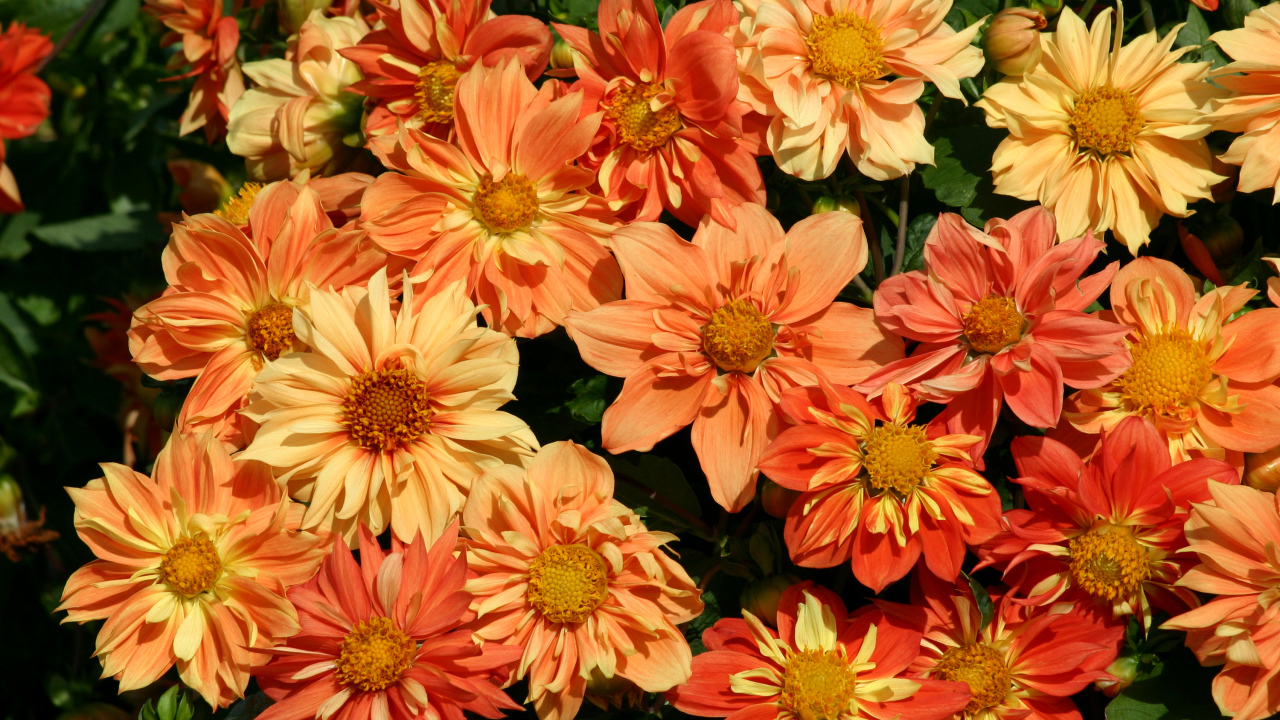 Оранжевые георгины крупным планом