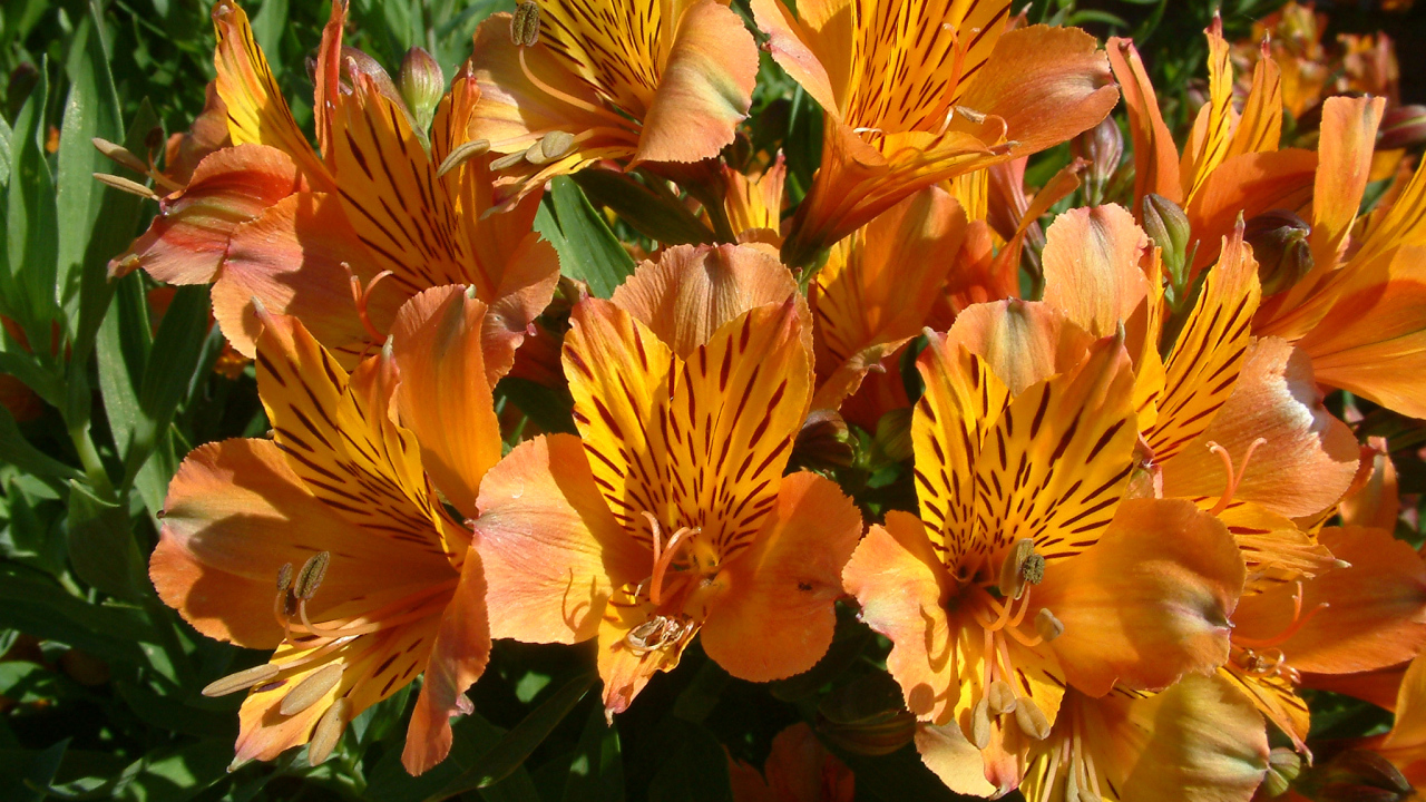 Оранжевые цветы альстрёмерия крупным планом