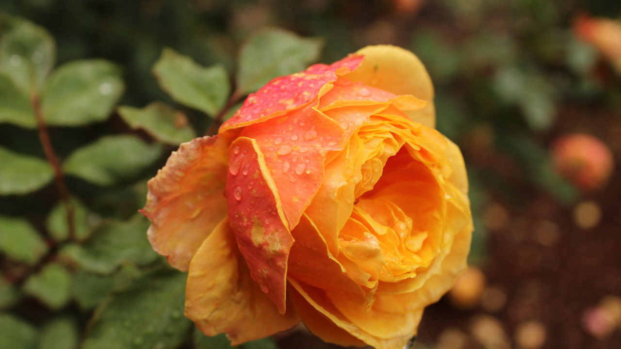 Оранжевая садовая роза в капельках росы