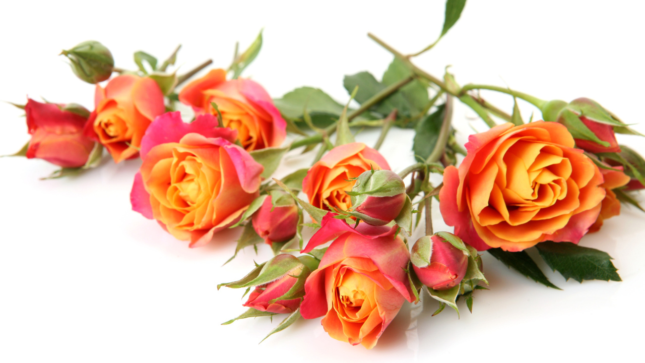 Оранжевые розы с бутонами на белом фоне крупным планом