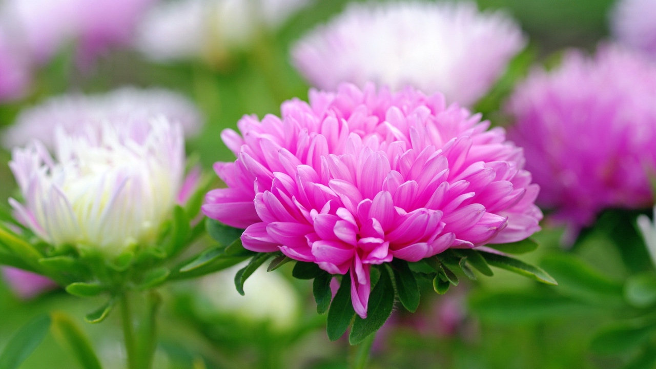 Розовый цветок астра крупным планом