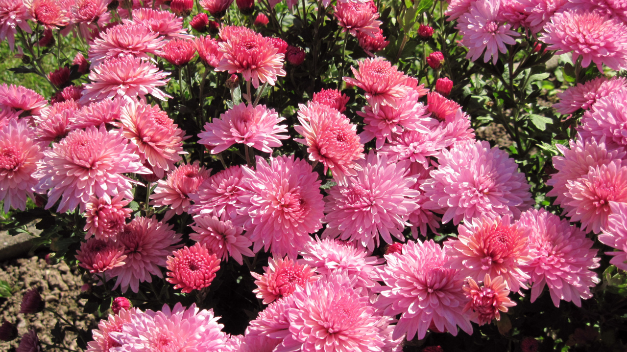 Розовые осенние цветы хризантемы на клумбе