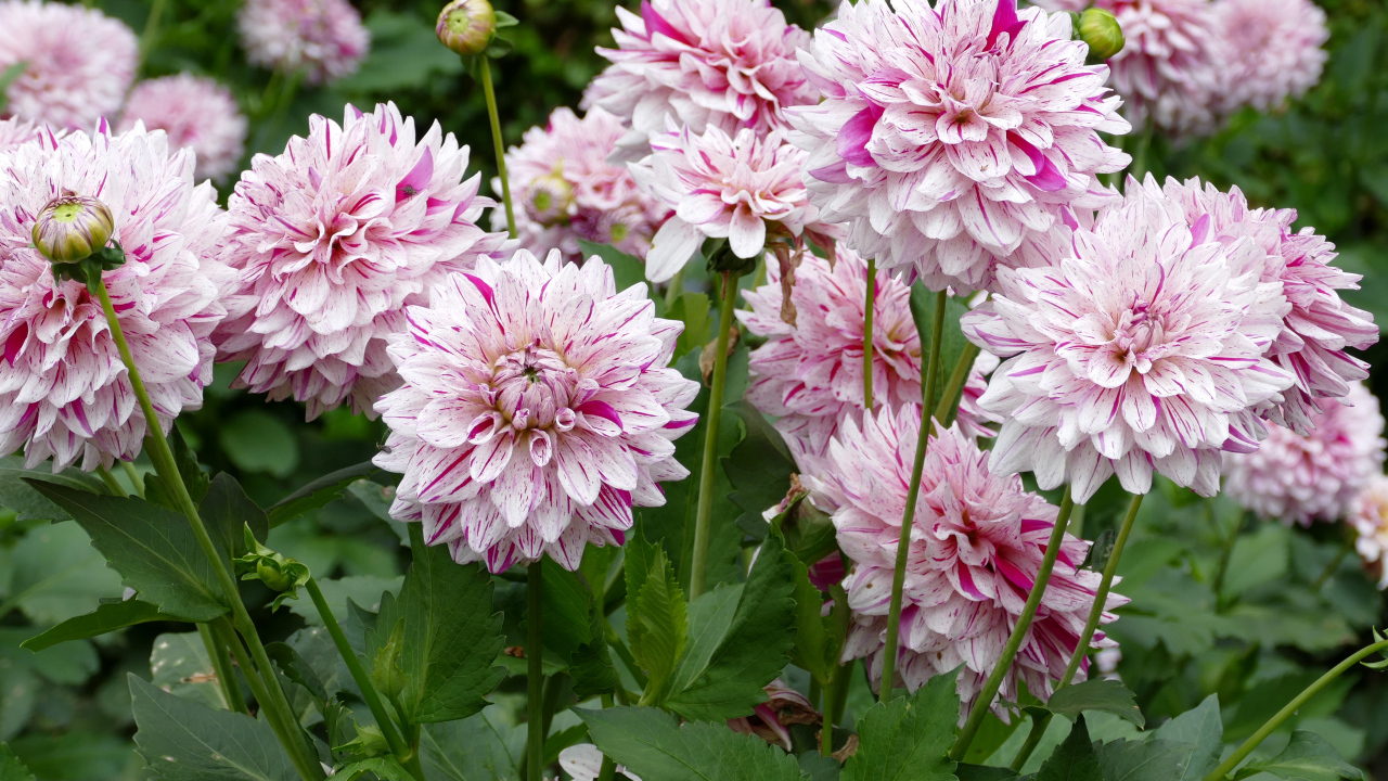 Розовые цветы георгины крупным планом