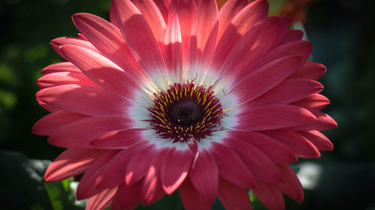 Розовая гербера в солнечном свете крупным планом