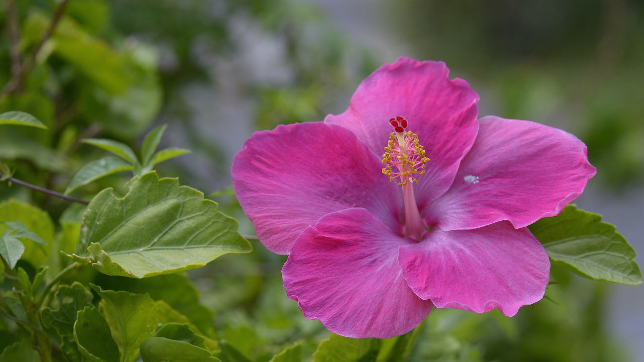 Розовый цветок гибискуса крупным планом 