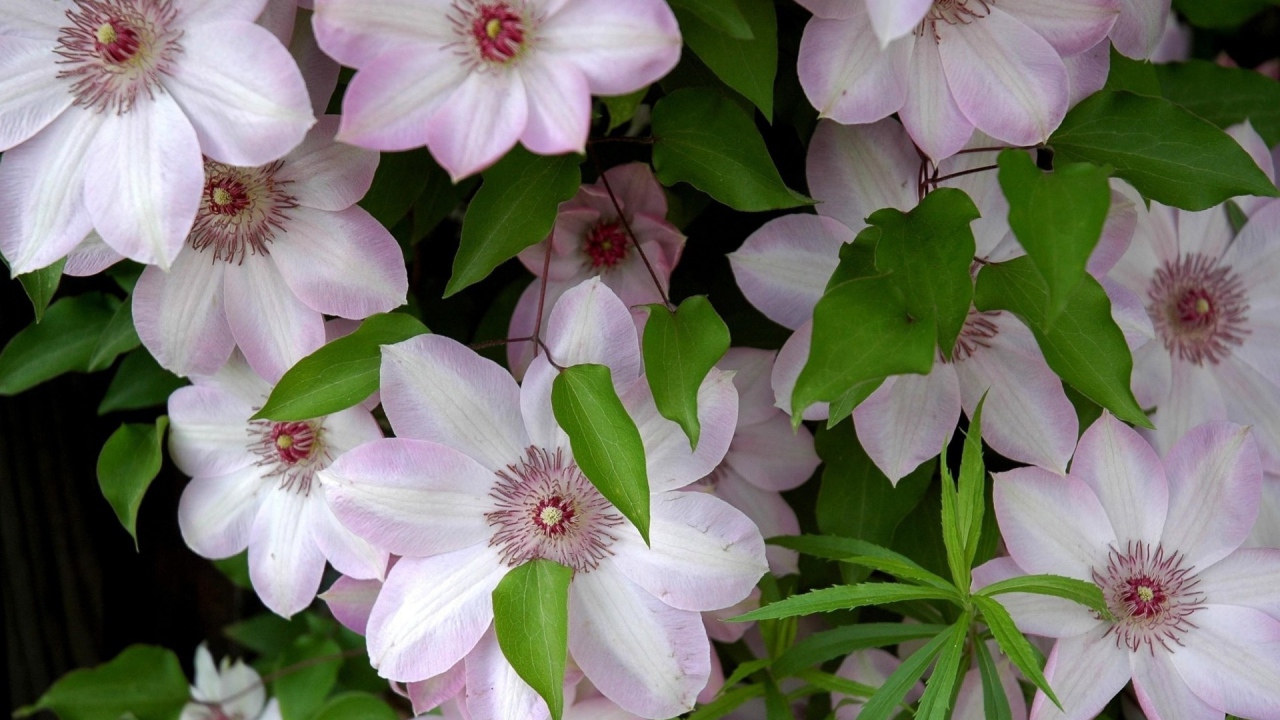 Розовые крупные цветы клематисы 