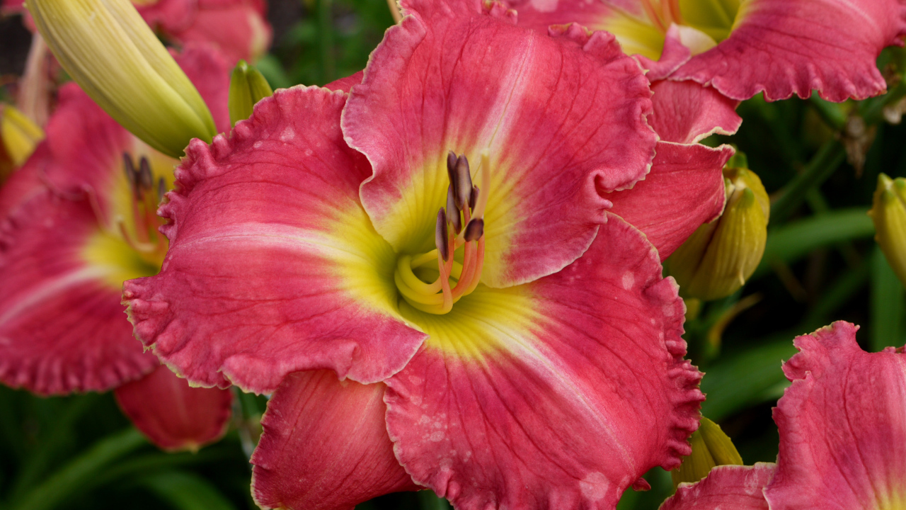 Розовые лилии с бутонами крупным планом