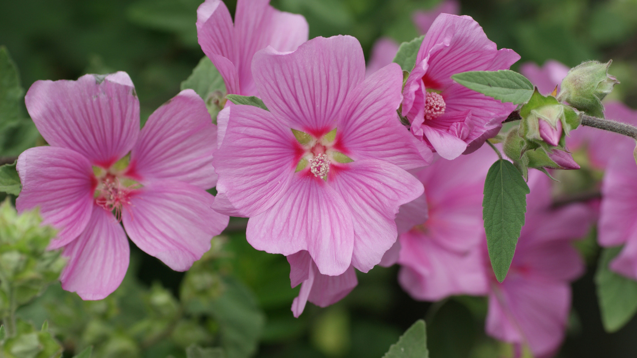 Розовый цветок мальва крупным планом