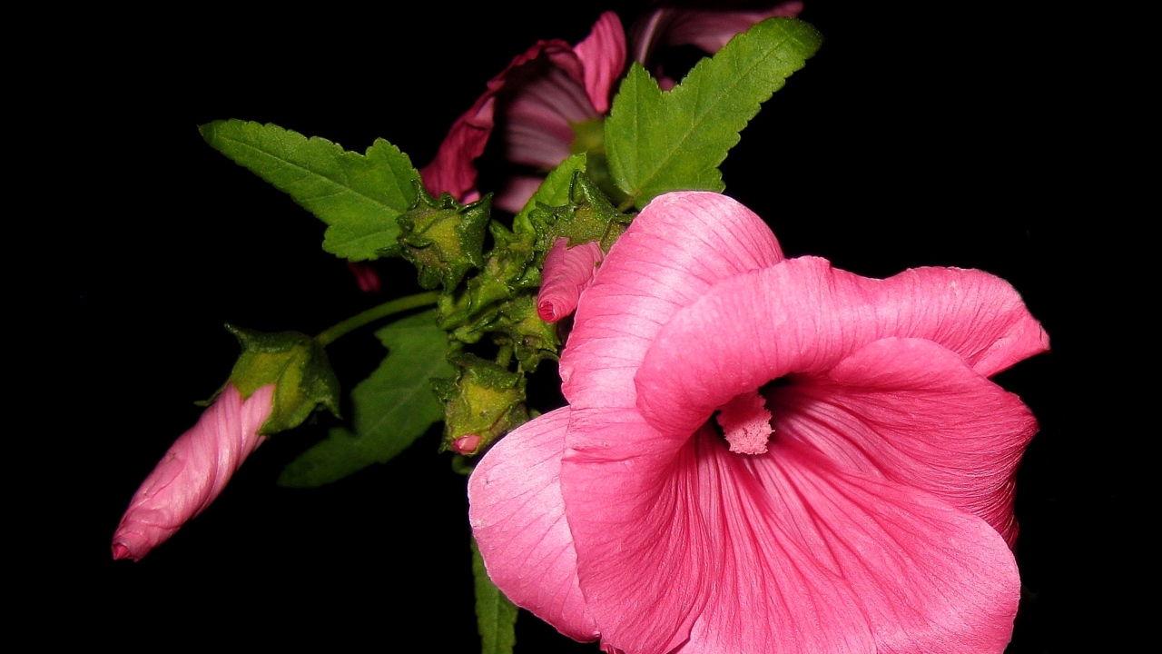 Розовые цветы мальва крупным планом на черном фоне 