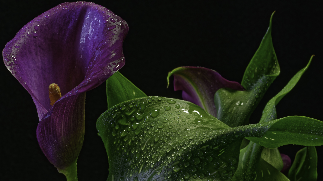 Фиолетовый цветок зантедеския в каплях воды на черном фоне