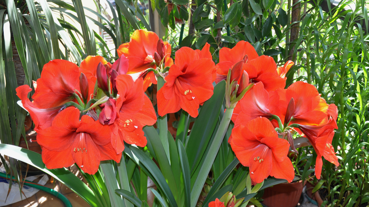 Красные комнатные цветы Амариллис