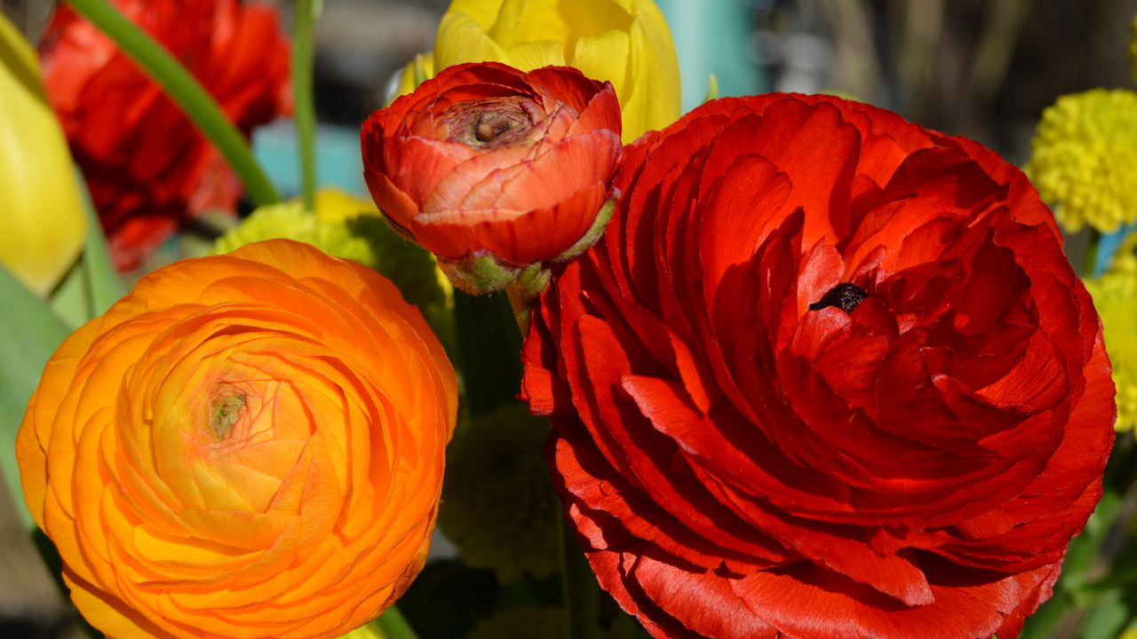 Красные и оранжевые цветы лютики