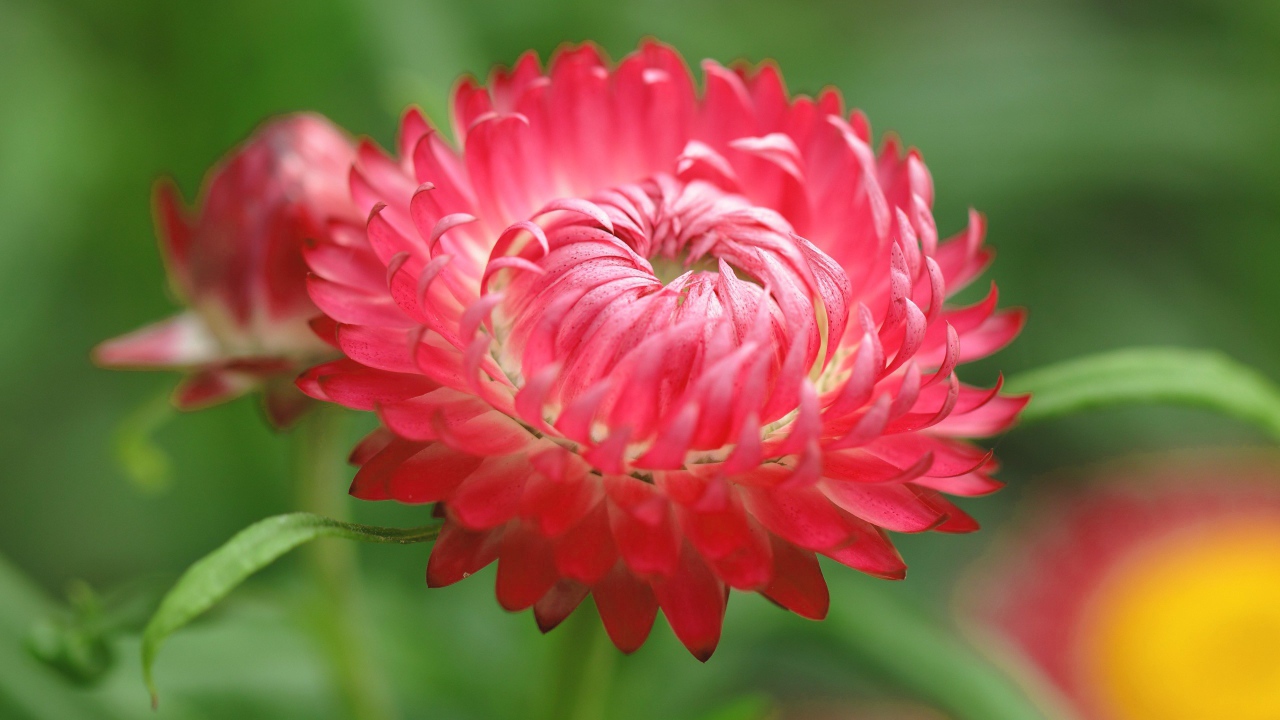 Красный цветок астра 