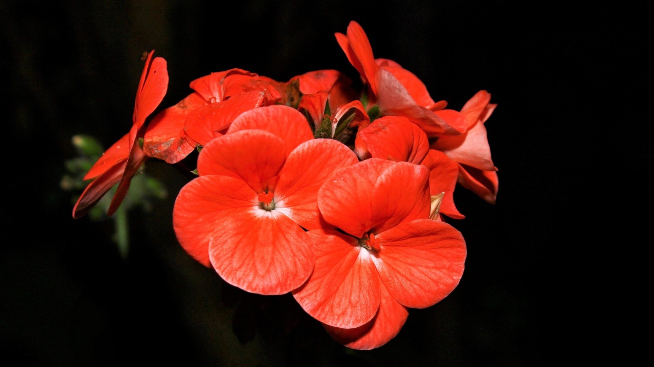 Красные красивые цветы на черном фоне 