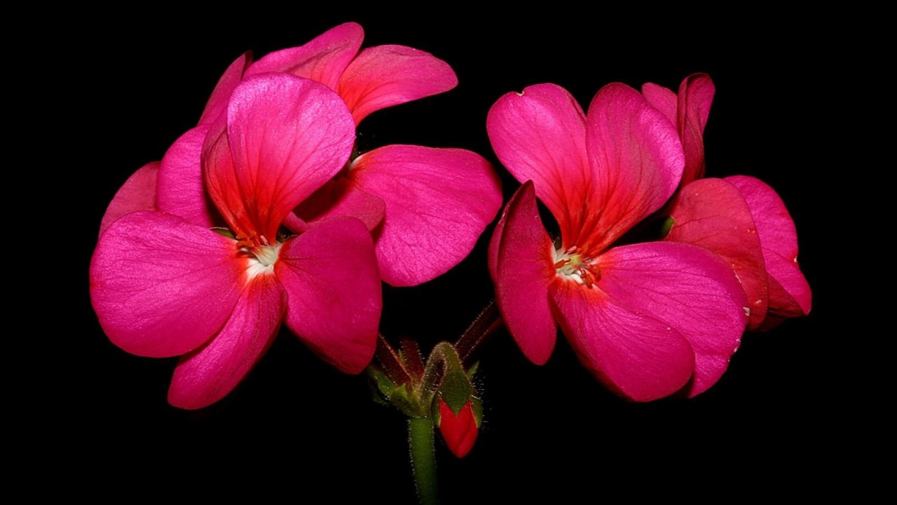 Красные цветы герани на черном фоне крупным планом