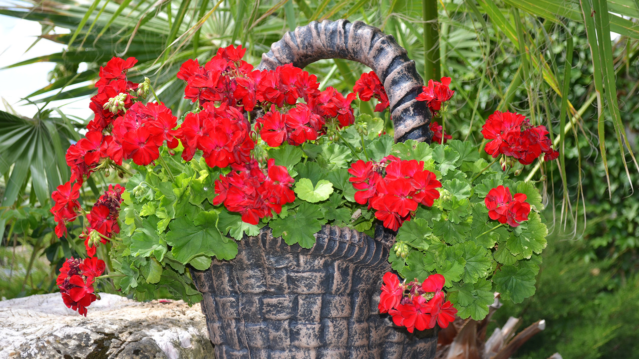 Красная герань в цветочном горшке в форме корзины