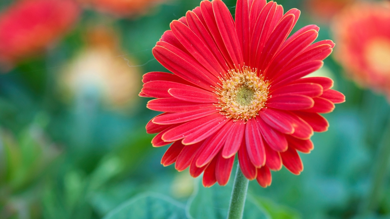 Красный цветок герберы крупным планом