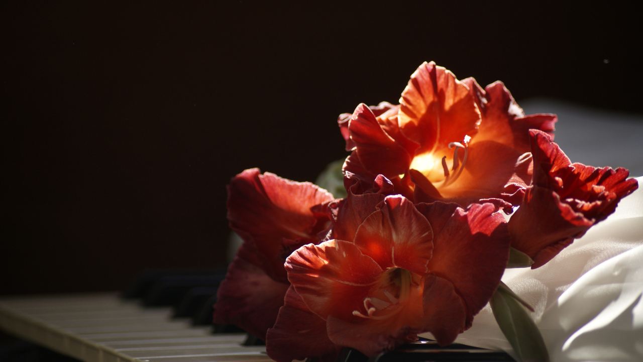 Красный гладиолус лежит на клавишах пианино